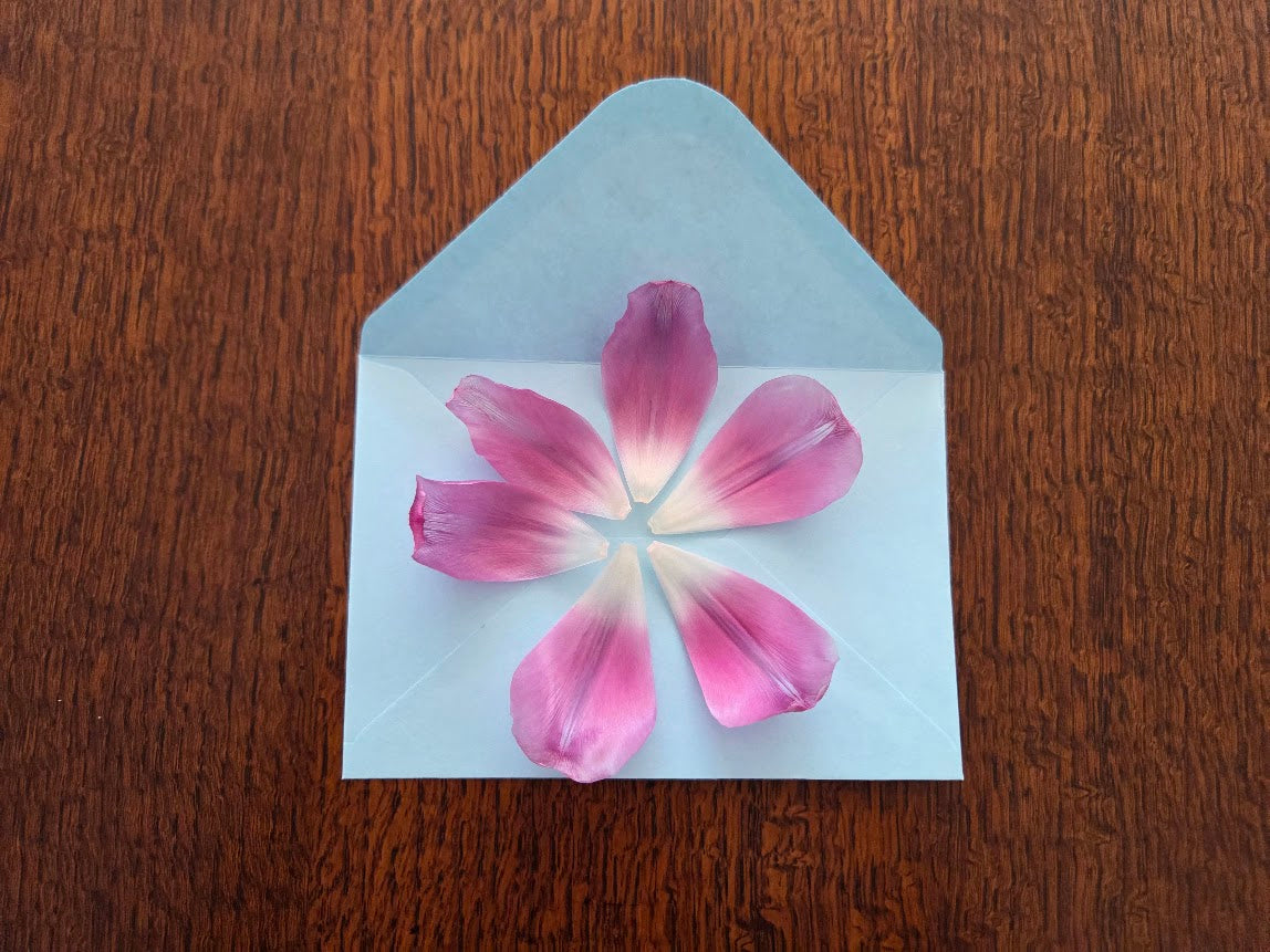  Pink flower petals decorating a blue envelope on a wooden surface